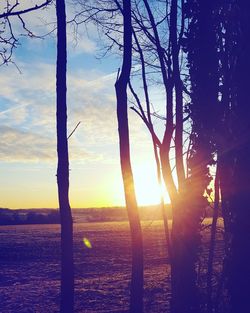 Trees against sky during sunset