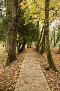 Narrow pathway along trees in park