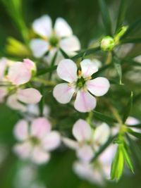 Close-up of pink flowers