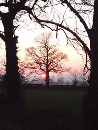 Trees on field against sky during sunset