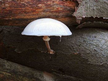 Close-up of mushroom growing in forest