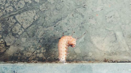 Lizard on wall