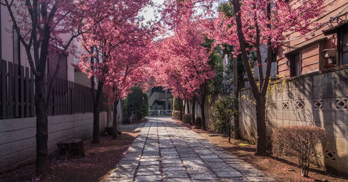 Pink flowers on walkway amidst trees in city