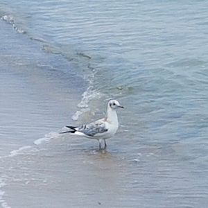 Bird in lake