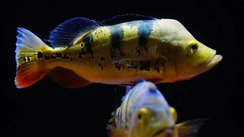 Close-up of fish swimming in sea