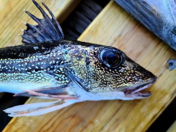 High angle view of fish on table