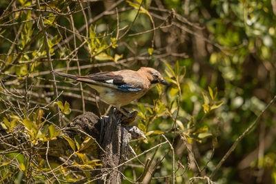 Close-up of bird perching on branch