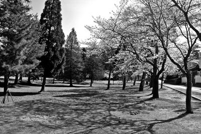 Trees against sky