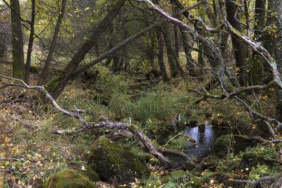 Scenic view of river flowing in forest