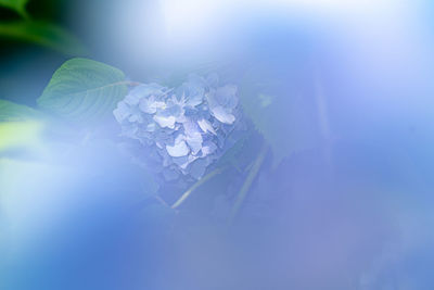 Close-up of white flowering plant