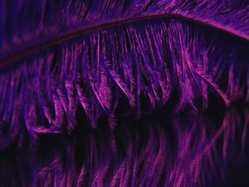 Full frame shot of purple iris