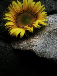 Close-up of yellow flower blooming outdoors