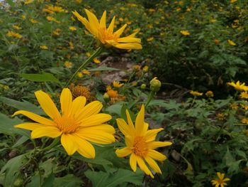 Close-up of yellow flowers blooming outdoors