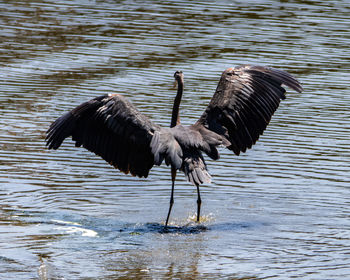 Bird flying over lake