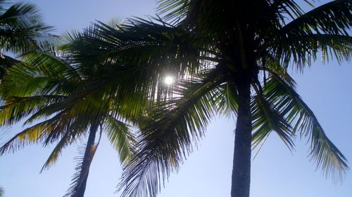 Low angle view of palm trees against sky