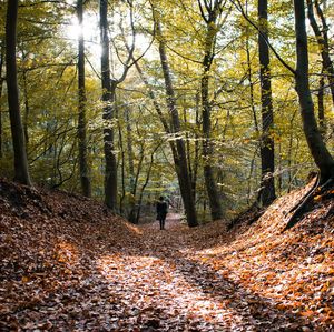 Rear view of man walking in forest during autumn