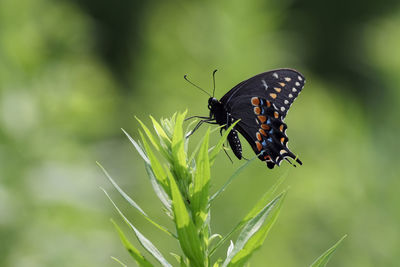 Close-up of butterfly pollinating flower