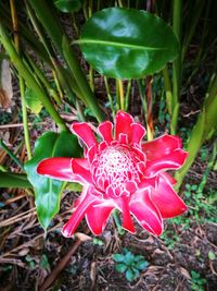 Close-up of red flower on field