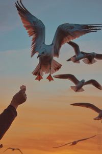 Close-up of bird flying against sky during sunset