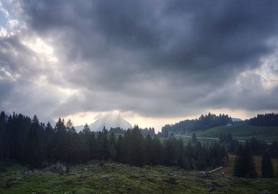 Panoramic view of forest against sky