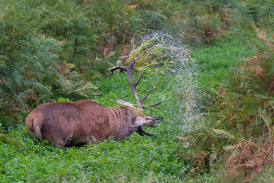 Deer in a field