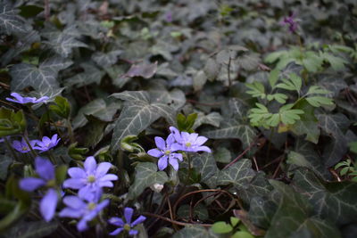 Close-up of purple flowering plants