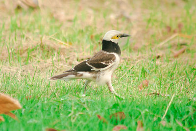 Black-collared starling, black-collared myna walks on lawns,