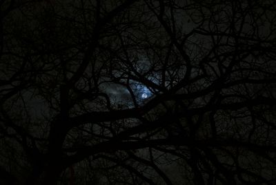 Low angle view of bare trees at night