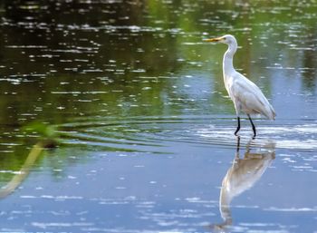 Bird in a lake