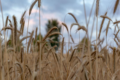 Close-up of stalks in field against sky