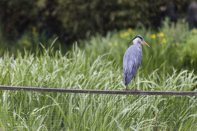 High angle view of gray heron perching on grass