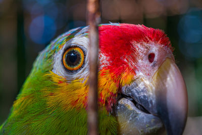 Close-up of a parrot