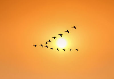 Low angle view of birds flying in sky