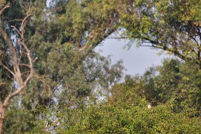 Close-up of a reptile on a field