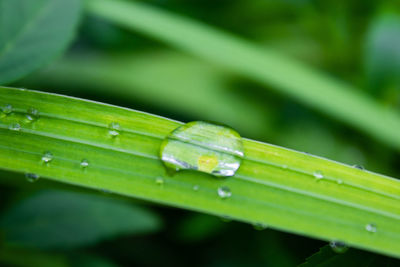 Close-up of raindrops on green leaves