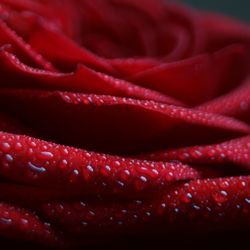 Full frame shot of water drops on red flower