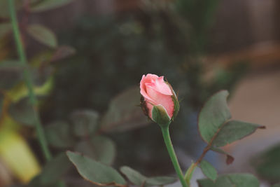 Close-up of pink rose