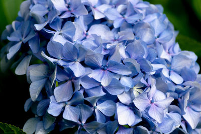 Close-up of blue hydrangea flowers