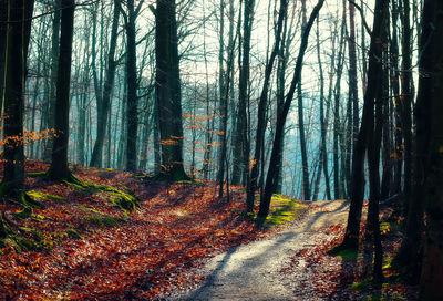 Dirt road passing through forest