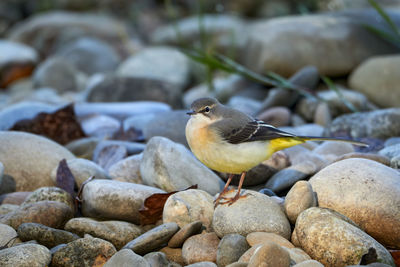 Close-up of bird perching on rock