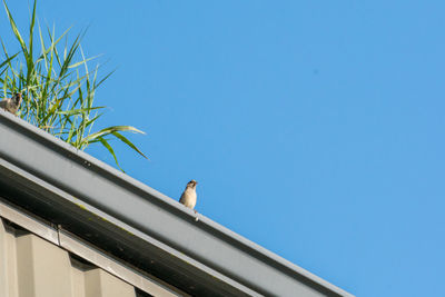 Low angle view of bird on building against sky
