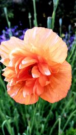 Close-up of orange flower growing in field