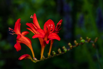 Close-up of red lily blooming outdoors