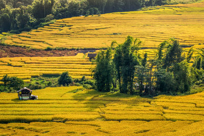 Scenic view of agricultural field against sky