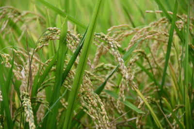 Close-up of crop in field