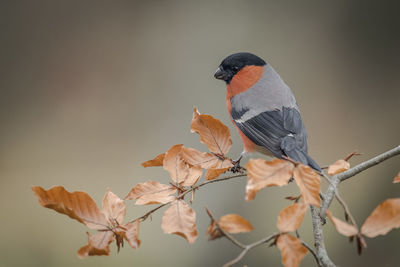 Close-up of bird perching on tree