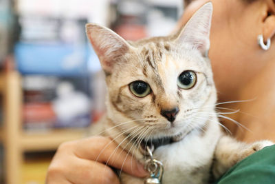 Close-up of hand holding cat