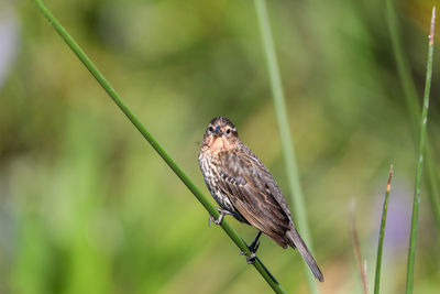 Brown female red-wing blackbird agelaius phoeniceus perches on the tall reeds and grass in a pond 