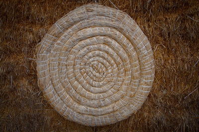 Close-up of tree stump in forest