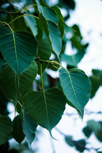 Close-up of green leaves on plant